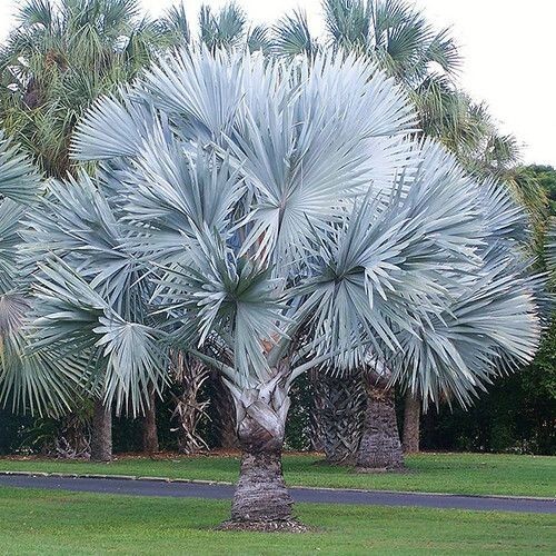 000 semillas palmera de - semillas,