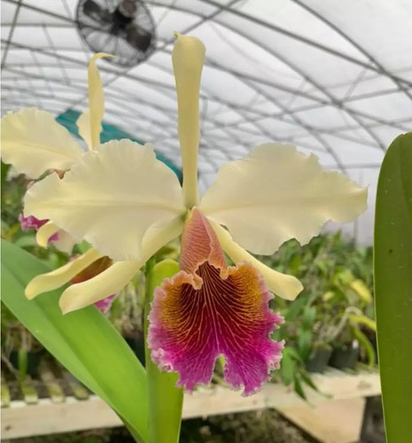 Pianta orchidea cattleya - pianta,