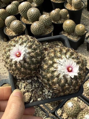 Turbinicarpus saueri ssp