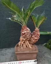 Cycas revoluta Thunb Giappone
