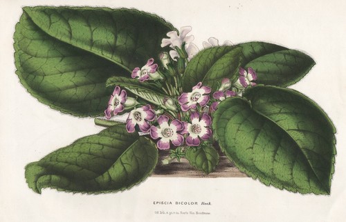 Episcia bicolor fiori - episcia,