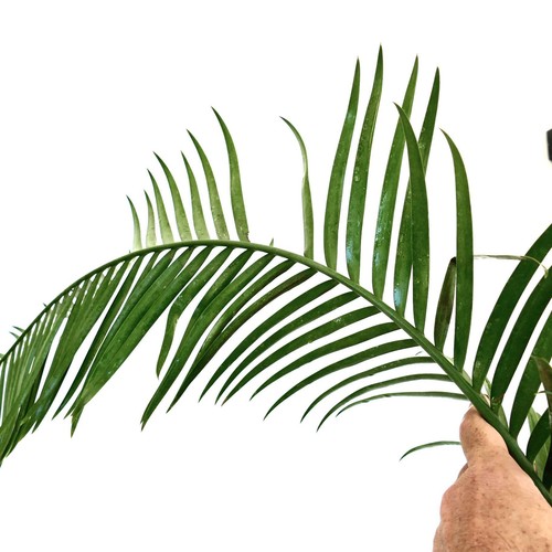 Lepidozamia peroffskyana 10cm