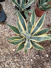  Pianta Di Agave Americana In