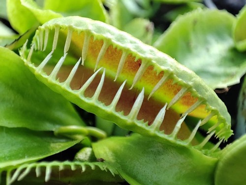 Dionaea muscipula