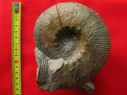 Ammonite hauterivien - ammonite,