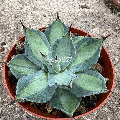 Raresucculent plant agave - raresucculent,