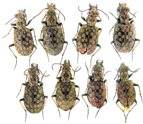 Carabidae elaphrus riparius - carabidae, 8