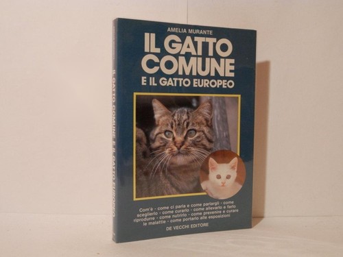 Gatto comune - o,