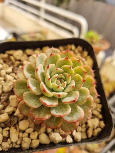 Echeveria white minima vaso - white, 7