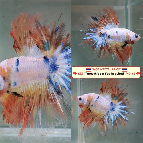 Live betta fish - live,