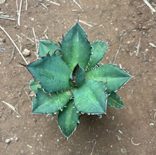 AGAVE TITANOTA HYBRID (NO.1) -