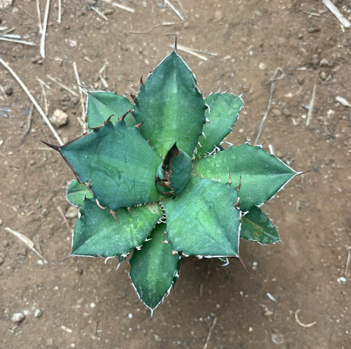 Agave titanota hybrid - hybrid,
