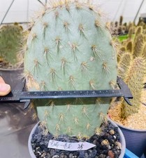 Opuntia helleri WYSIWYG