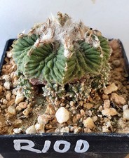 Aztekium ritteri con molti