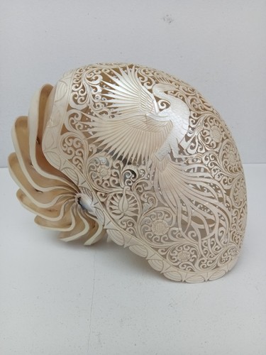 Conchiglia nautilus intagliata - conchiglia,
