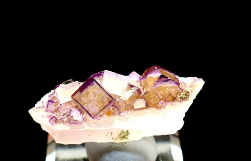 Fantasma viola naturale - 7,8,