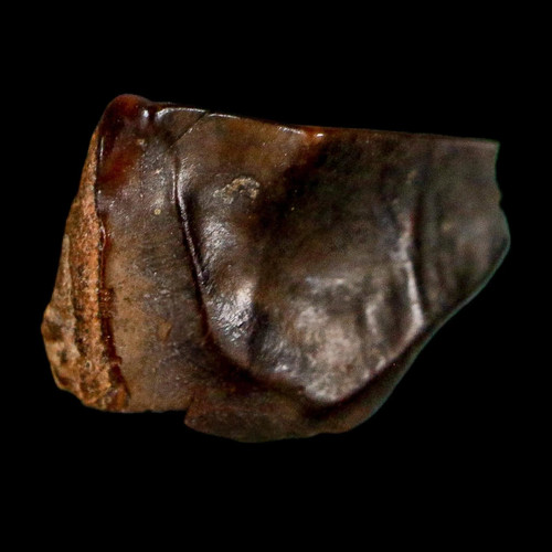 Dente fossile triceratopo - , 0,5"