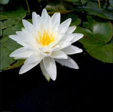Semi nymphaea perry - 15,
