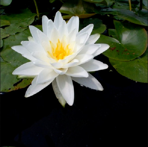 Semi nymphaea perry - 15,