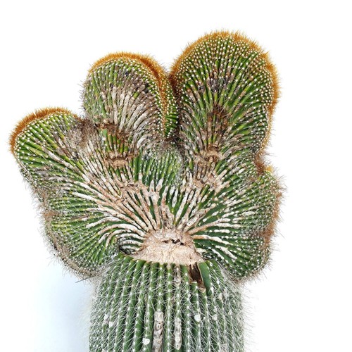 Carnegiea polylopha crested - polylopha,