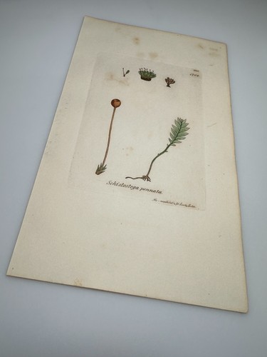 1810 sowerby schistostega - 1810,