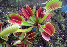Pianta carnivora Dionaea
