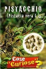 5 Semi / Seeds PISTACCHIO