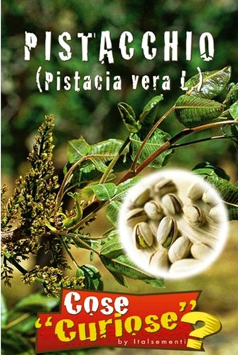Semi seeds pistacchio - 5,