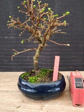 bonsai  olmo campestre   h 26