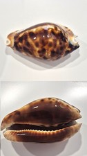 CYPREA FRIENDI VERCOI INSULATA  BIG!   RARE SHELL !!