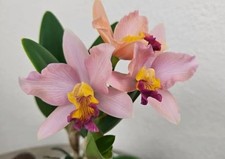mini orchidea Cattleya