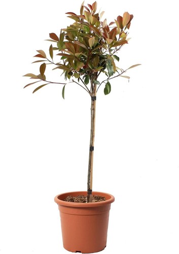 Photinia fraseri red robin - photinia,
