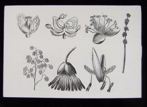Glass magic lantern slide - magic,
