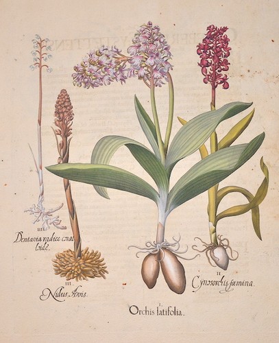 Orchis latifolia cynosorchis - /,