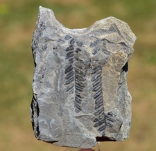 Fossile Pecopteris Sp -