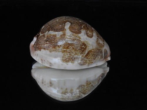 Sea shell cypraea - sea,