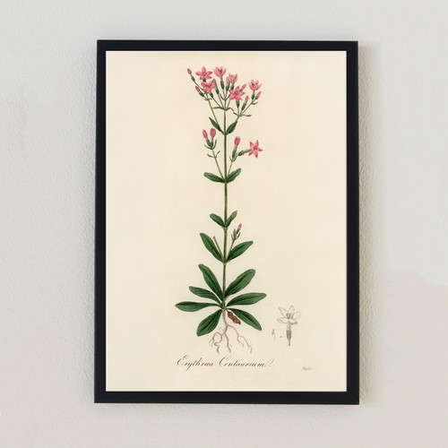 Illustrazione pianta vintage