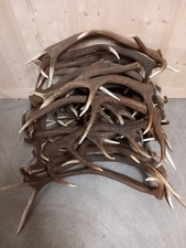 Corna Di Cervo Palchi Caduchi