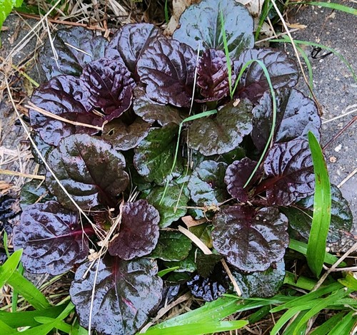 Ajuga blu viola fiore - ajuga,