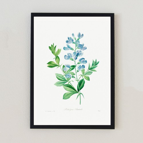 Illustrazione botanica vintage