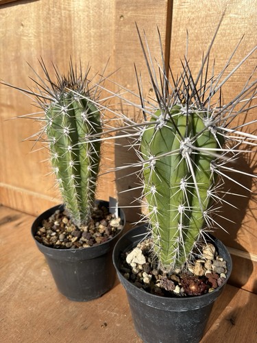 Stetsonia corine cactus - corine,