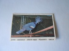 FIGURINA SAFARI FACHERTAUBE -