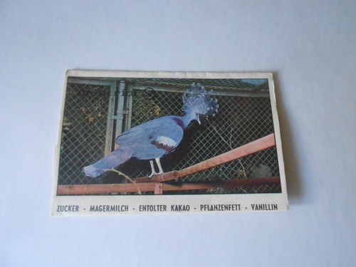 Figurina safari fachertaube - safari,