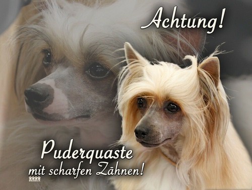 Cane crestato cinese - cane,