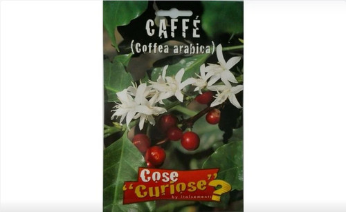 Semi sementi caffe arabica - sementi,