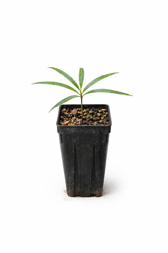Cycas ferruginea cicade - cycas,