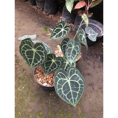 Anthurium clarinervium pagoda - anthurium,