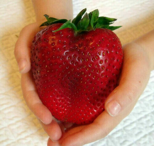 Fragola gigante giant - gigante,