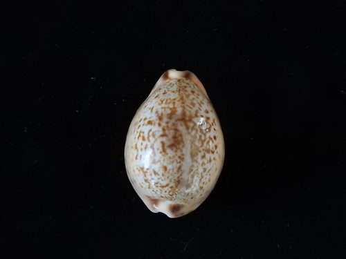 Sea shell cypraea - sea,
