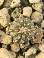 GEOHINTONIA MEXICANA OWN ROOTS